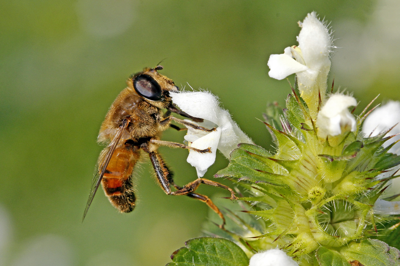 Schwebse an Nesselblüte