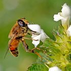 Schwebse an Nesselblüte