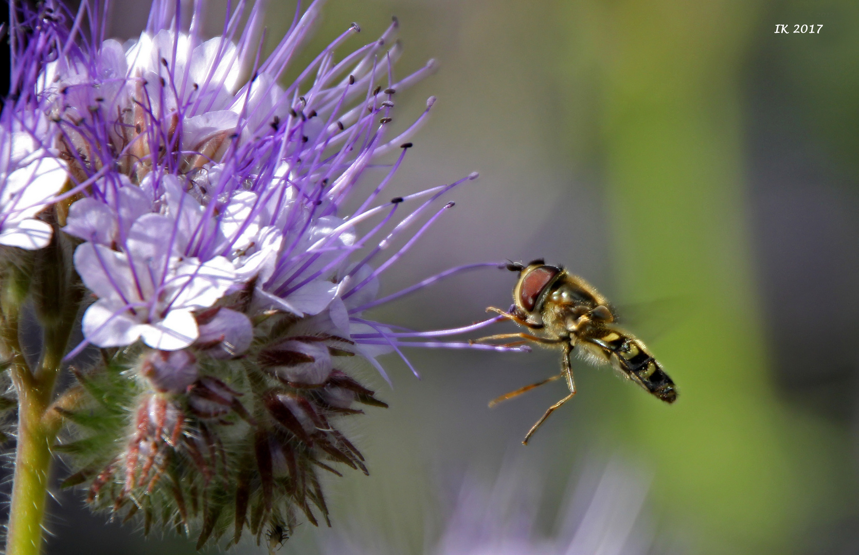 Schwebse im Anflug