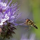 Schwebse im Anflug