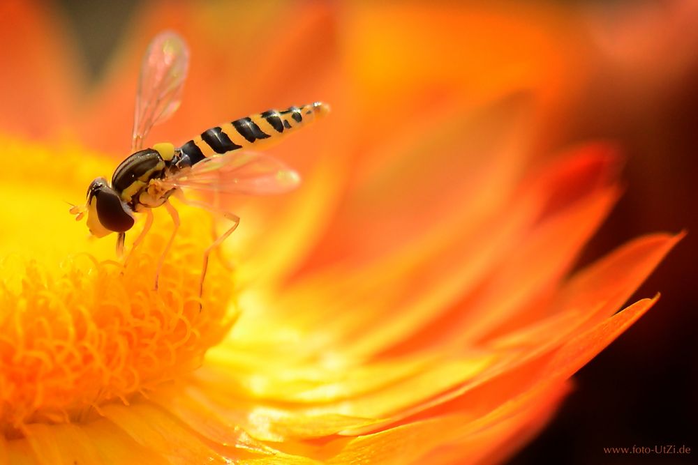 Schwebsi in Flammen