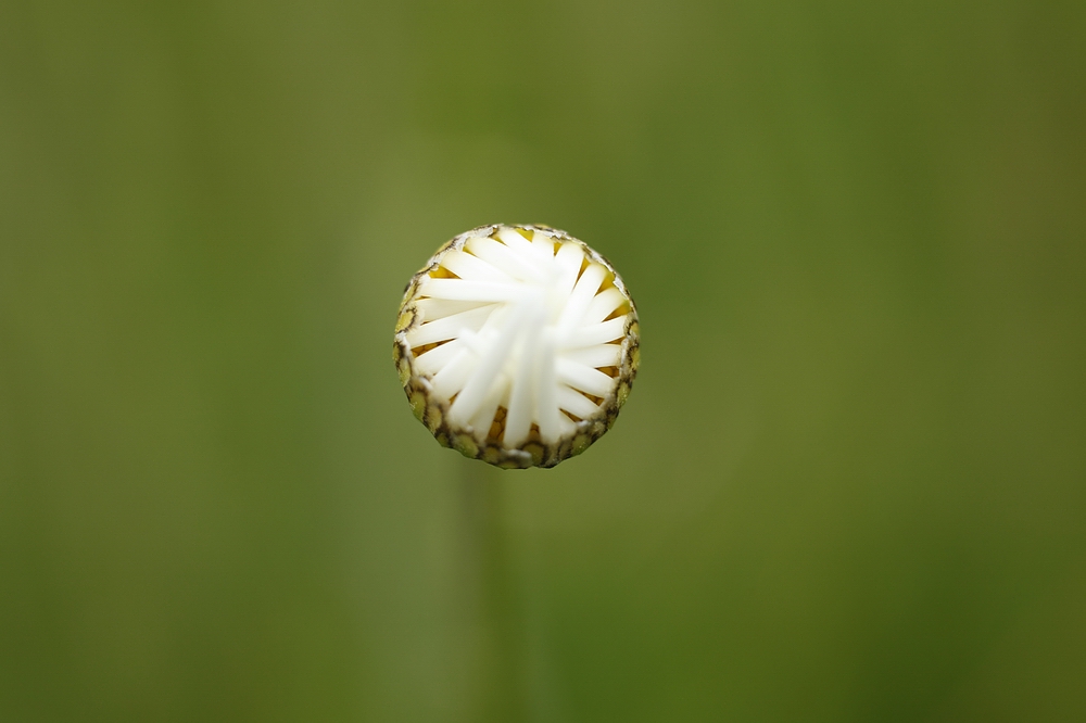 schwebt reihum geschlossen