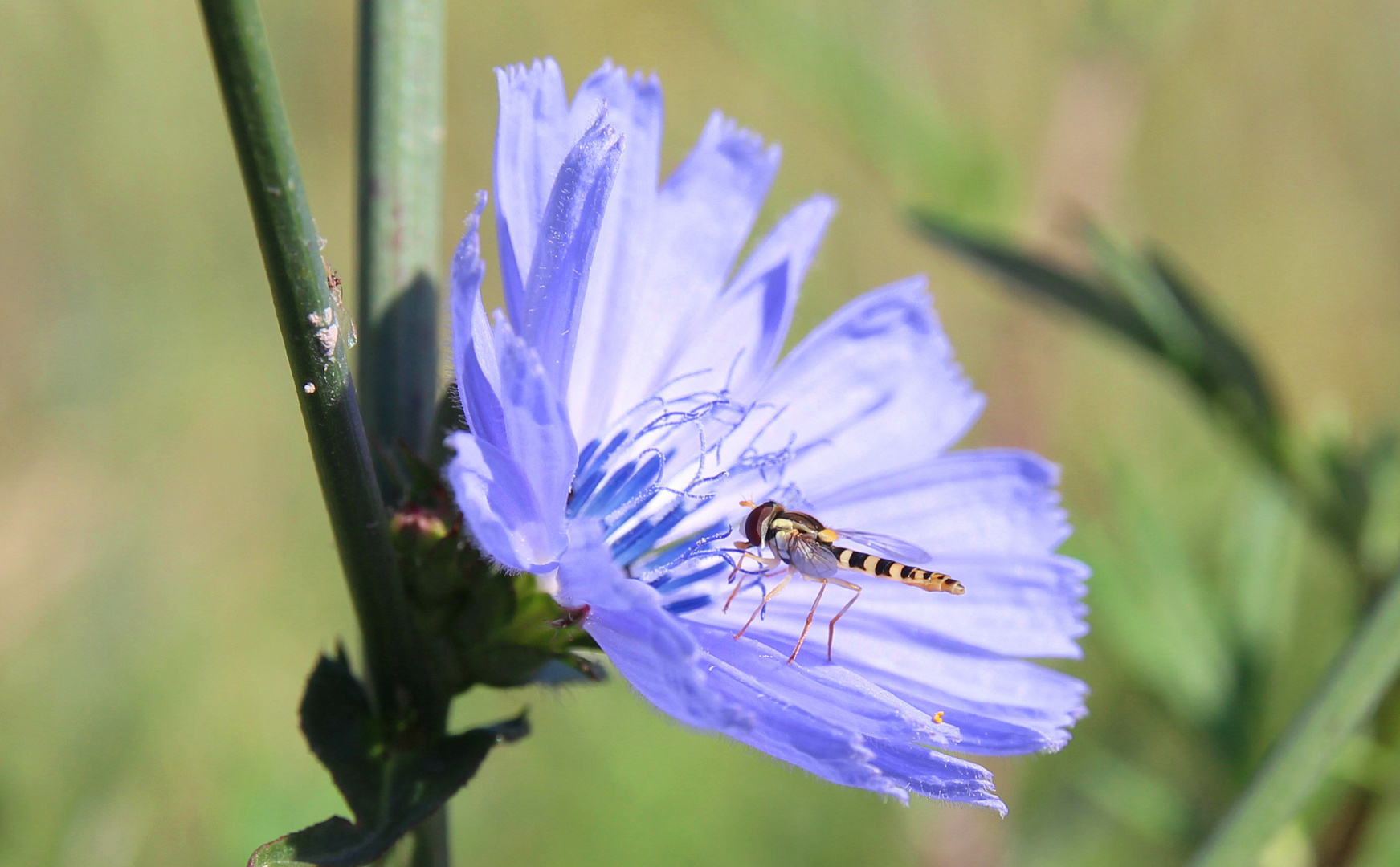 Schwebwespe auf Wegwarte:-)