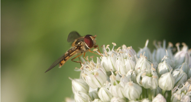 Schwebwespe auf Zwiebelblüte