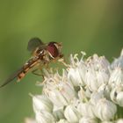 Schwebwespe auf Zwiebelblüte