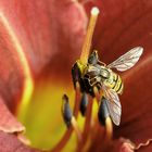 Schwebwespe holt sich Blütenstaub