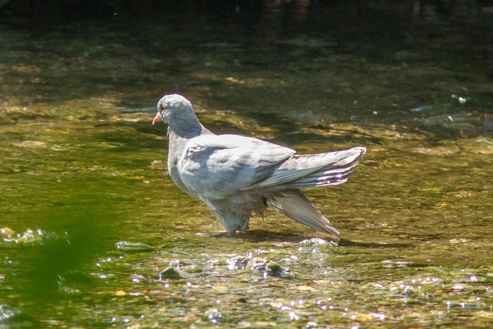 Schwechatau - Abkühlung