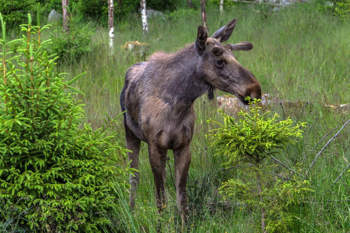 Schweden (9)