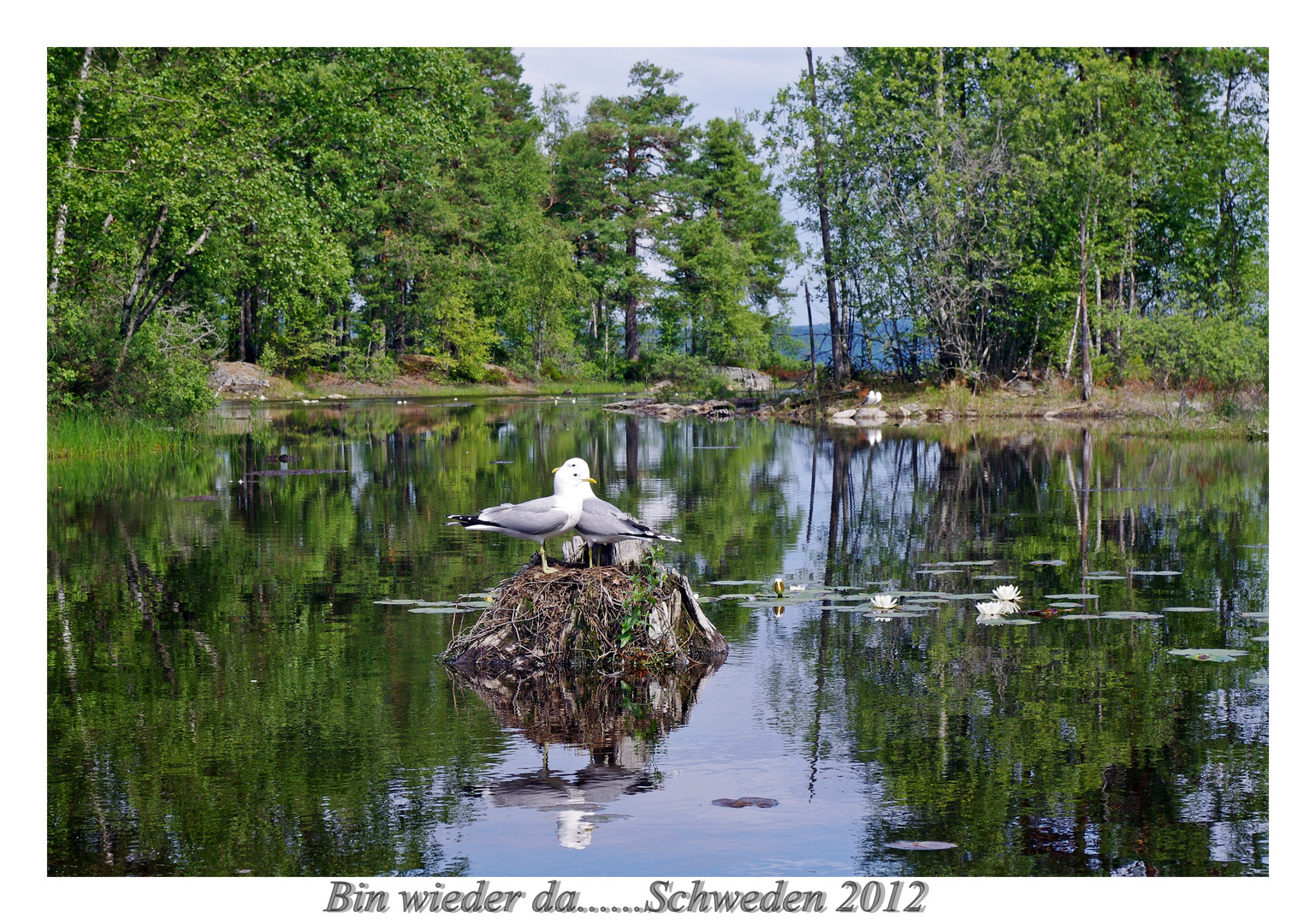 Schweden-Glaskogen 2012