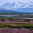 Schweden Landschaft Flatruet Juni 2021