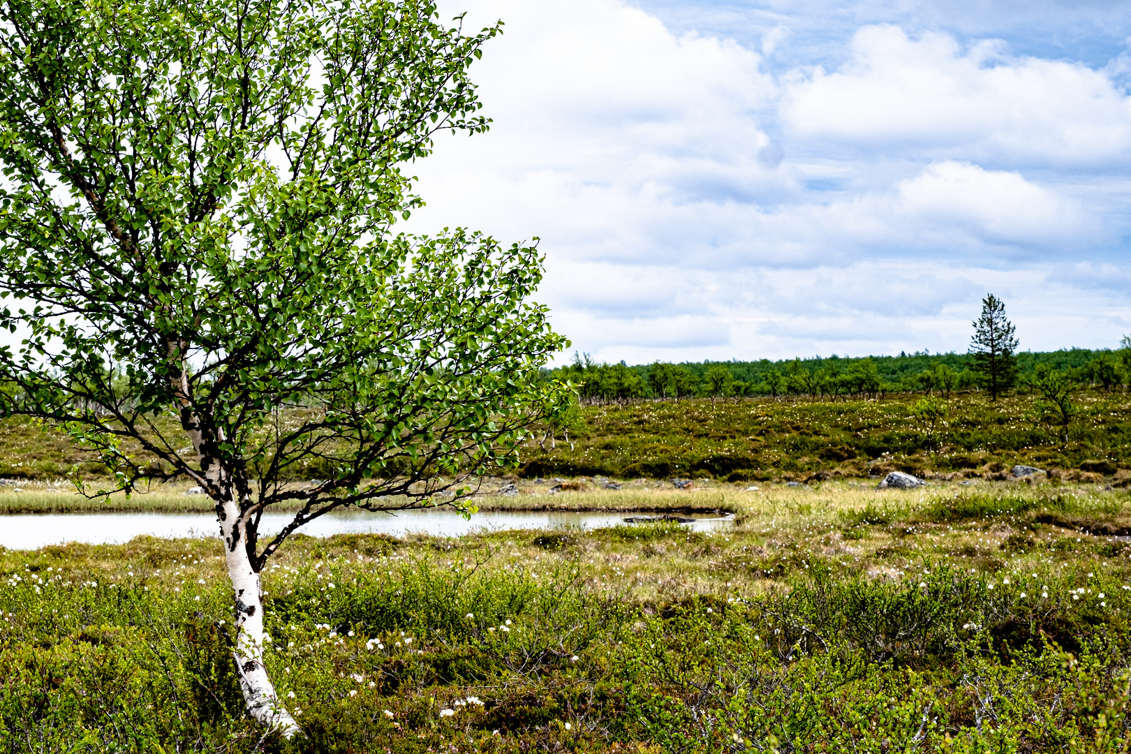 Schweden Landschaft Moor Juni 2021