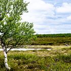 Schweden Landschaft Moor Juni 2021