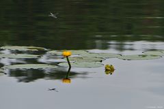 Schweden - Teichrose im Aspviksträsk