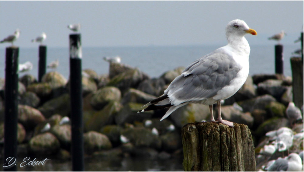 Schwedenecker Flieger