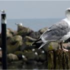 Schwedenecker Flieger