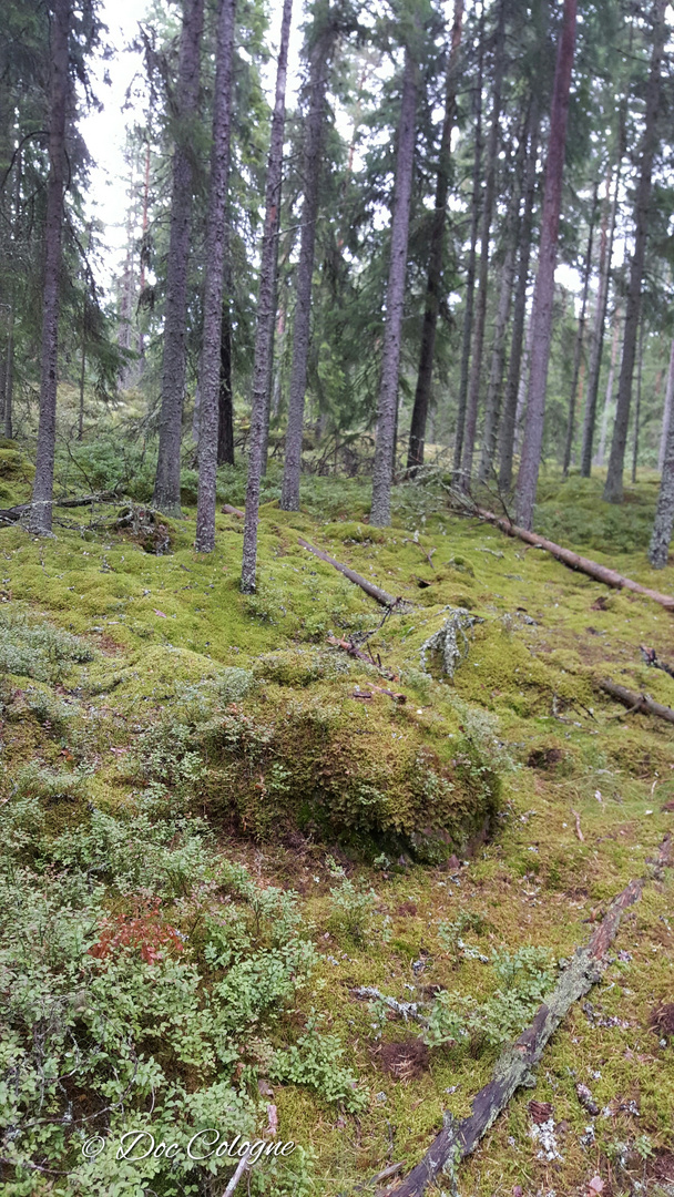 Schwedens Natur