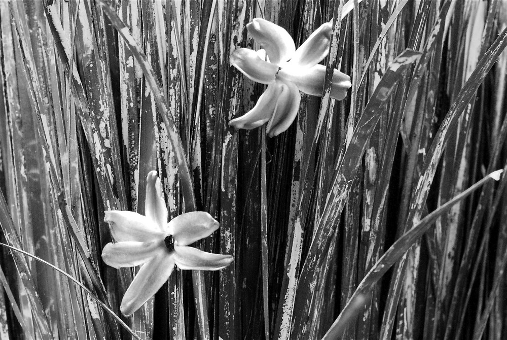 Schwedenstroh mit Hyazinthenblüte