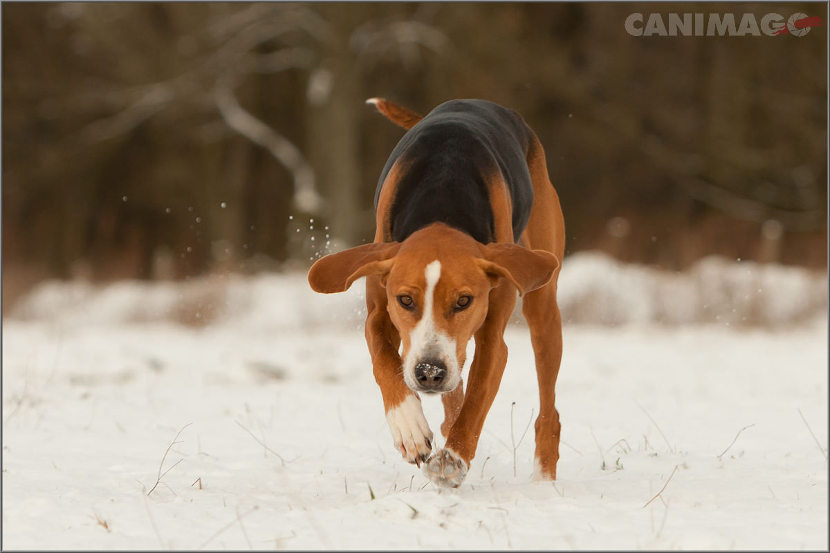 Schwedin im Schnee