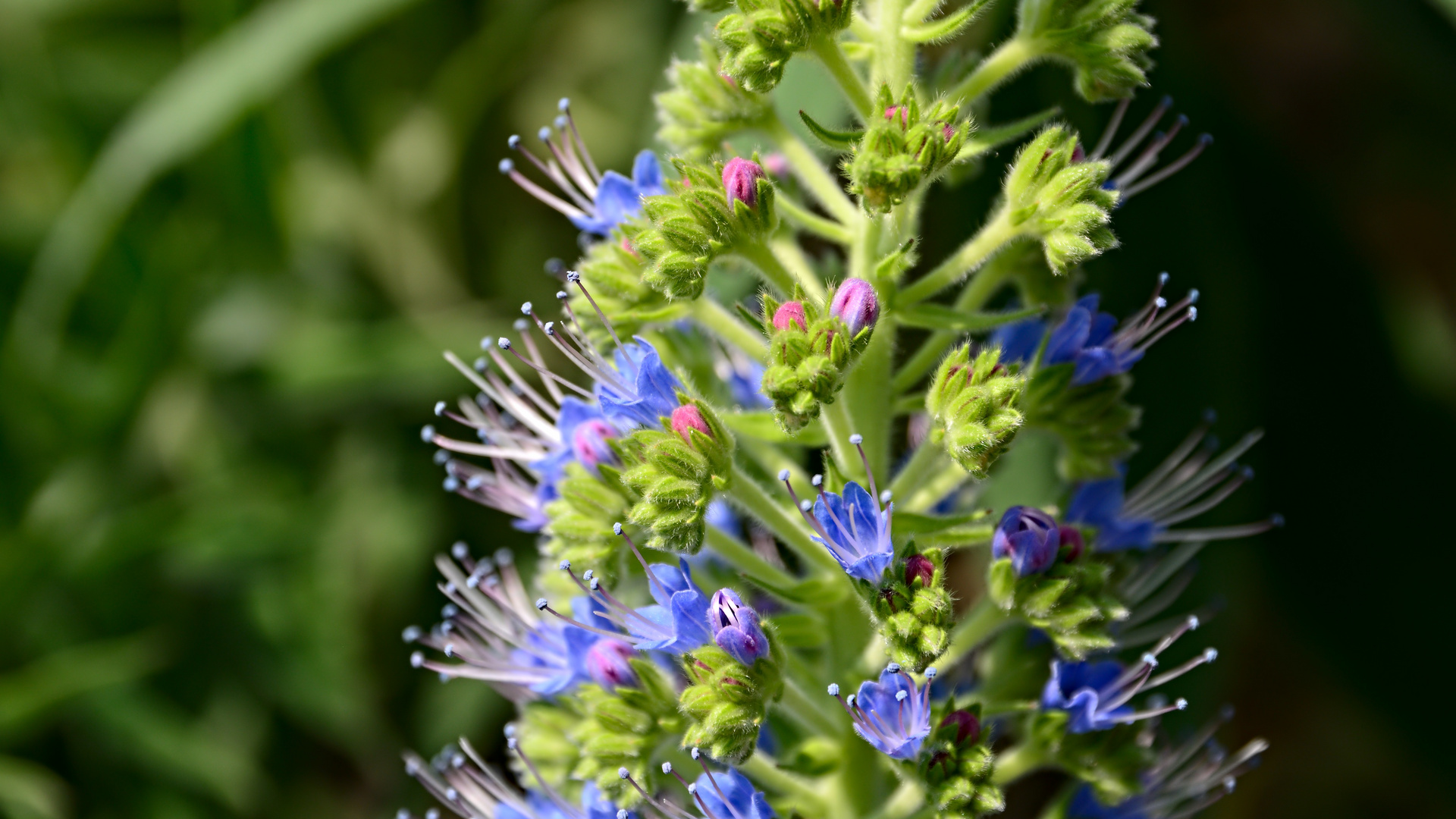 Schwedische Blüten