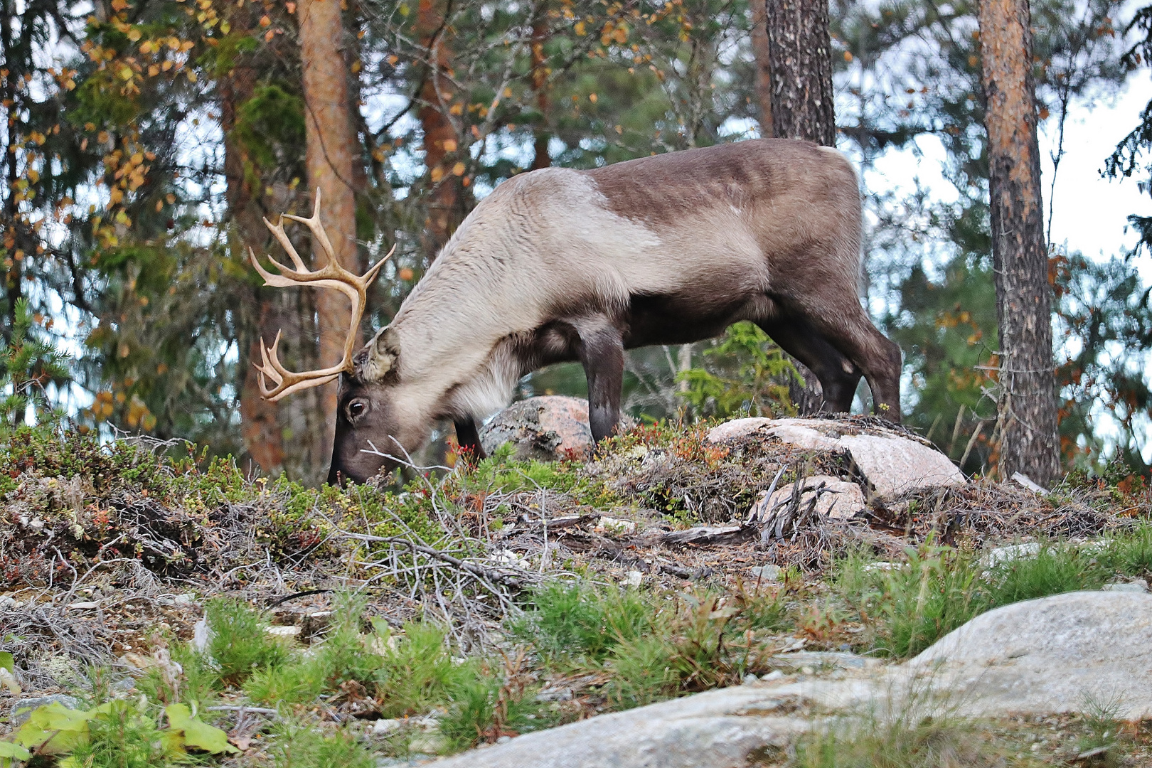 Schwedische Impressionen/ 12