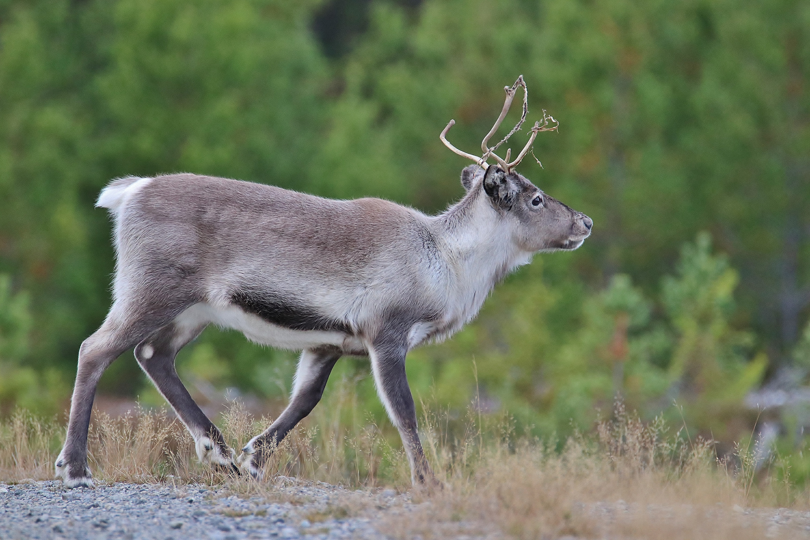 Schwedische Impressionen 2020/ 11