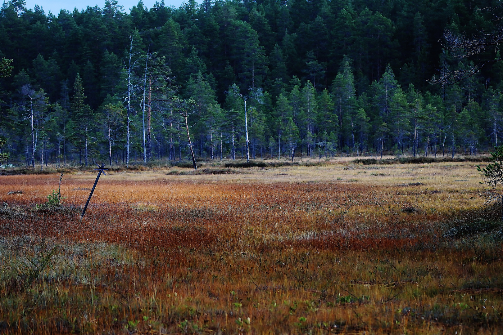 Schwedische Impressionen 2020/ 17