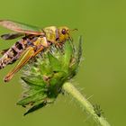 Schwedische Insekten...