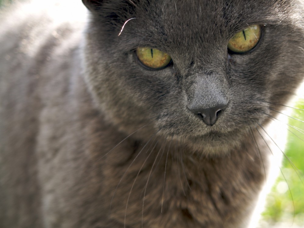 Schwedische Katze