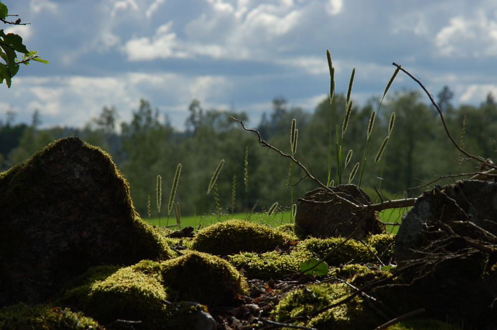 Schwedische Landschaftsaussicht