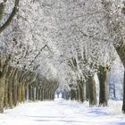 Schwedische Mehlbeerbaumallee in Eis und Schnee nahe Kefferhausen