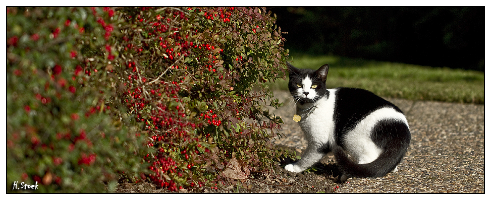 Schwedische Miezekatze