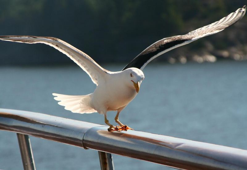 Schwedische Möwe an Bord der Costa Classica