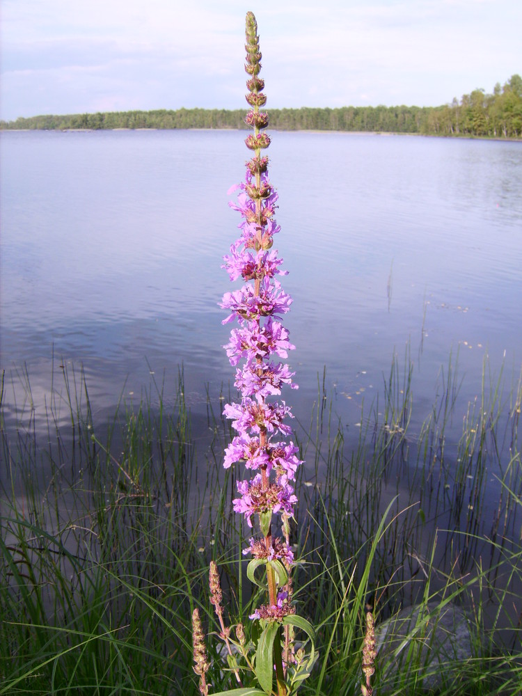 Schwedische Sommerblume