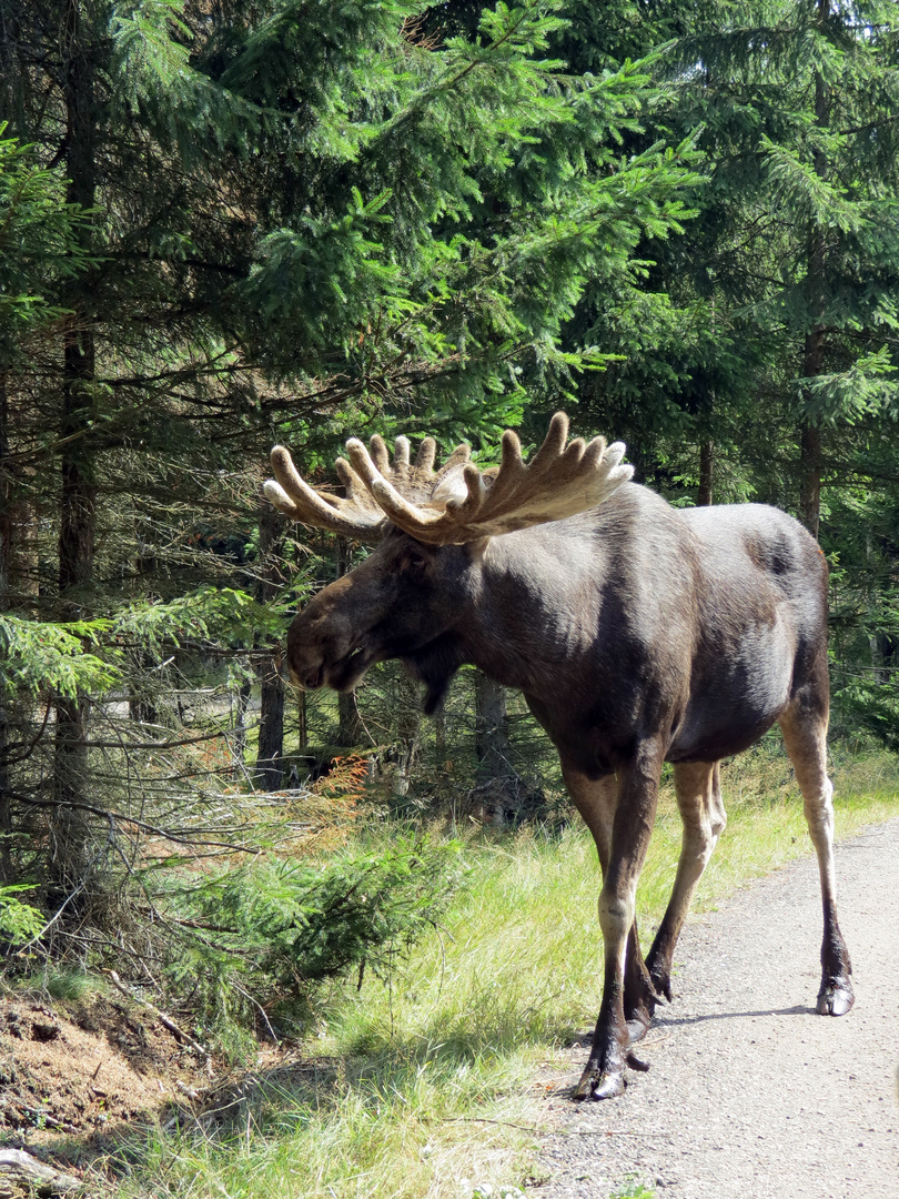 Schwedischer Elch in Smaland