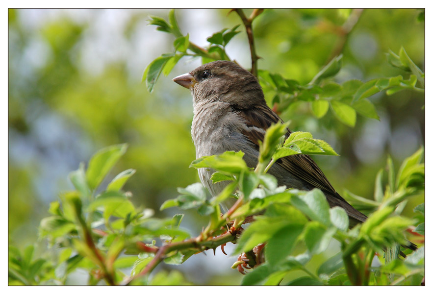 Schwedischer Spatz