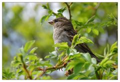 Schwedischer Spatz