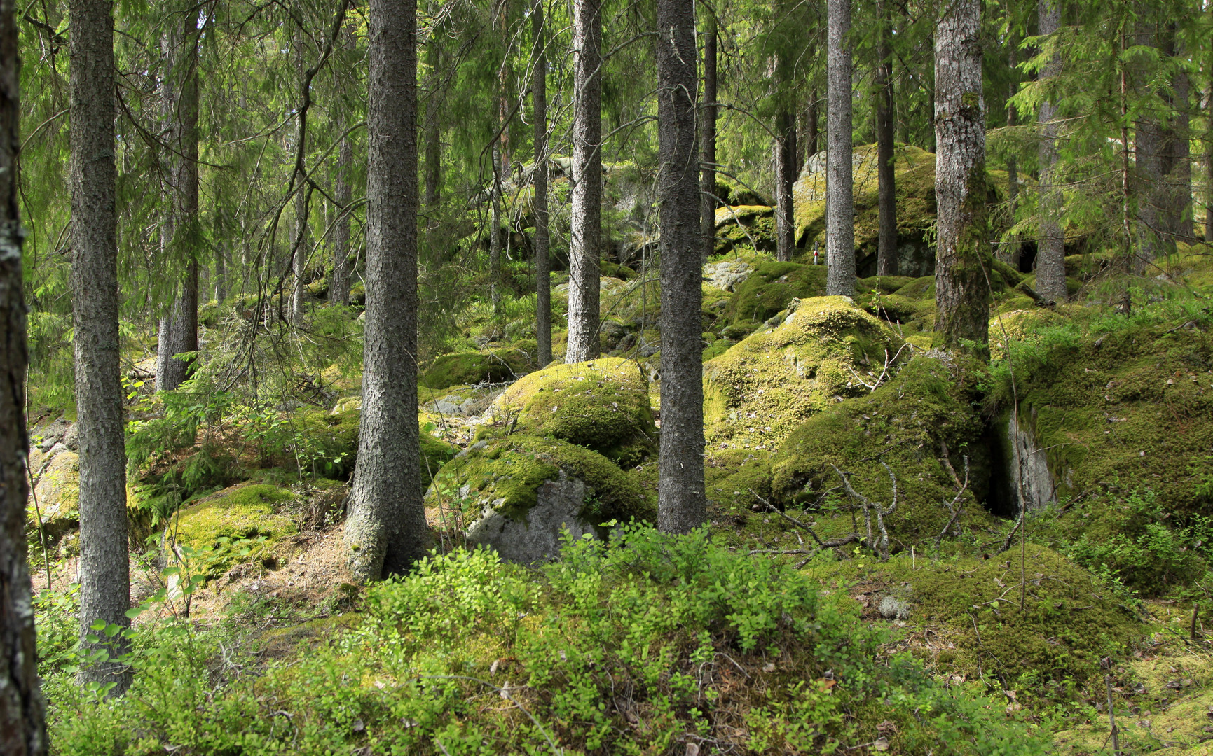 schwedischer wald