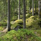 schwedischer wald