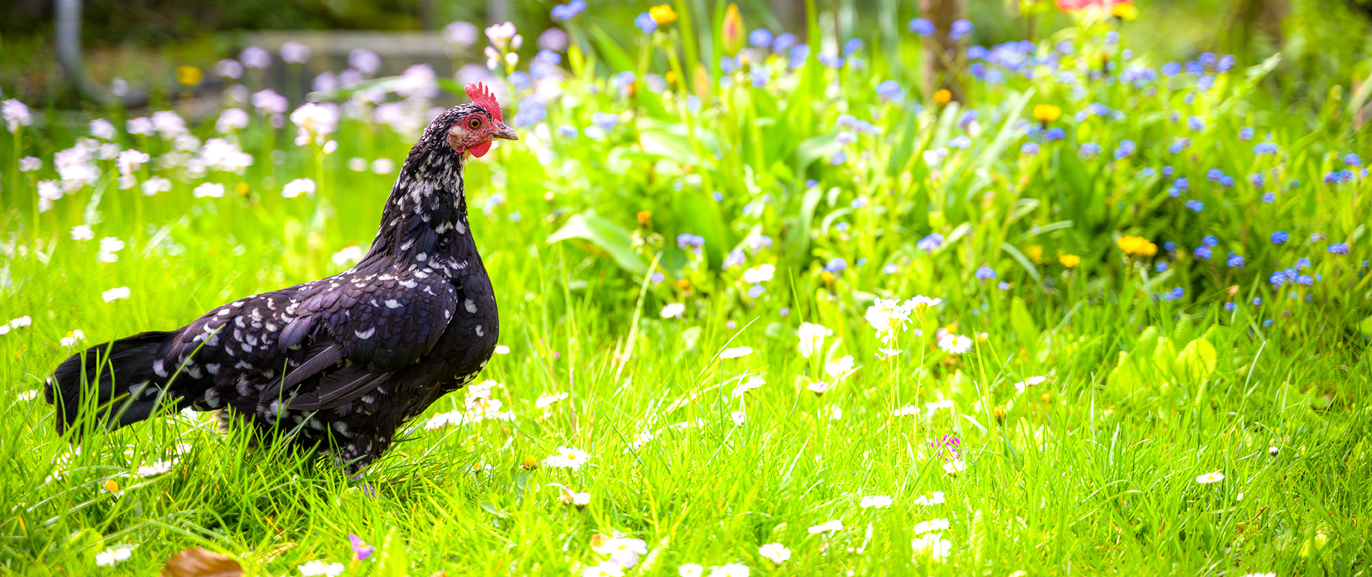 Schwedisches Blumenhuhn