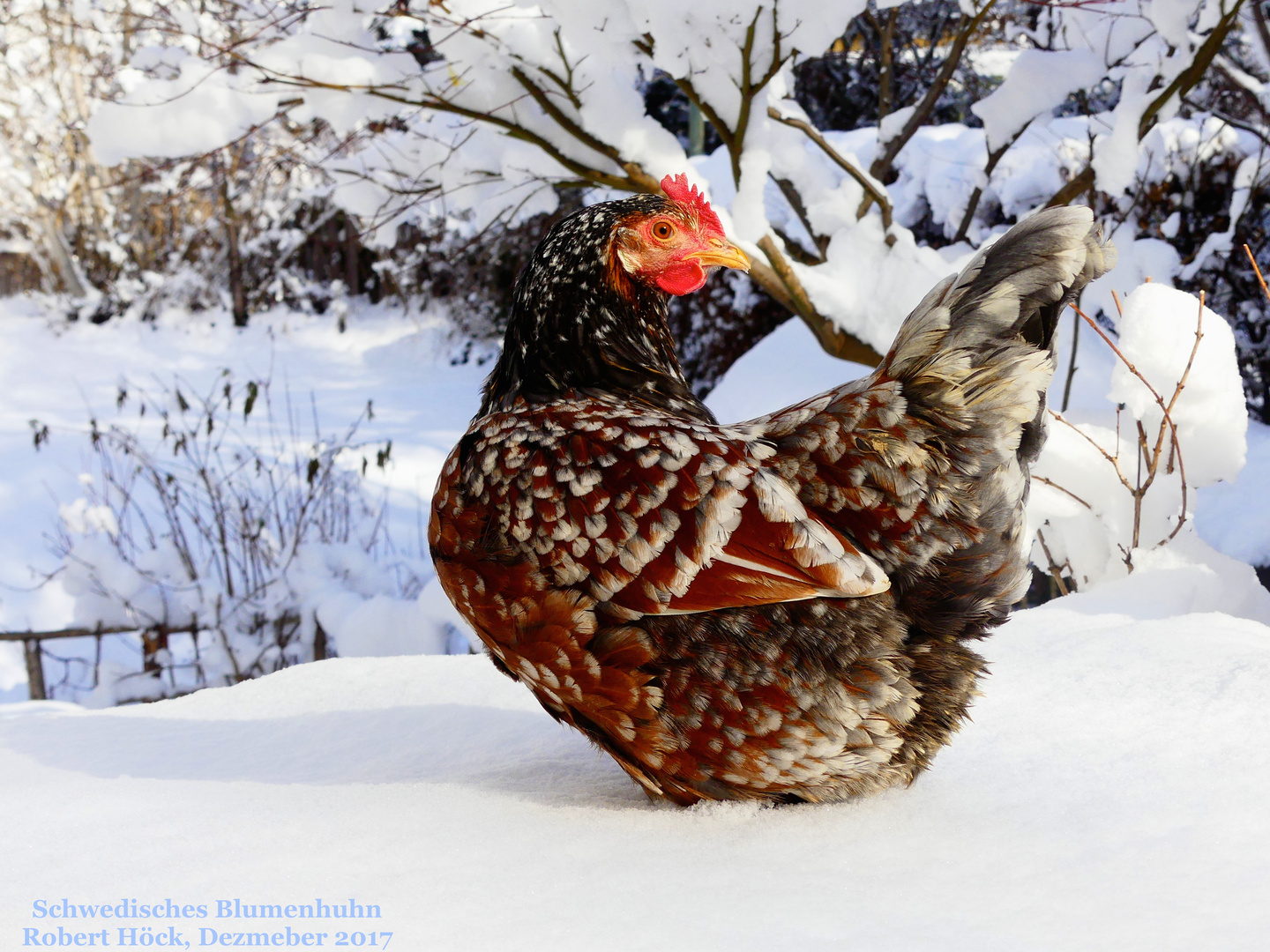 Schwedisches Blumenhuhn "Traudi" - Swedish Flower hen - Skånsk blommehöna - 