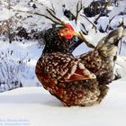 Schwedisches Blumenhuhn "Traudi" - Swedish Flower hen - Skånsk blommehöna - 