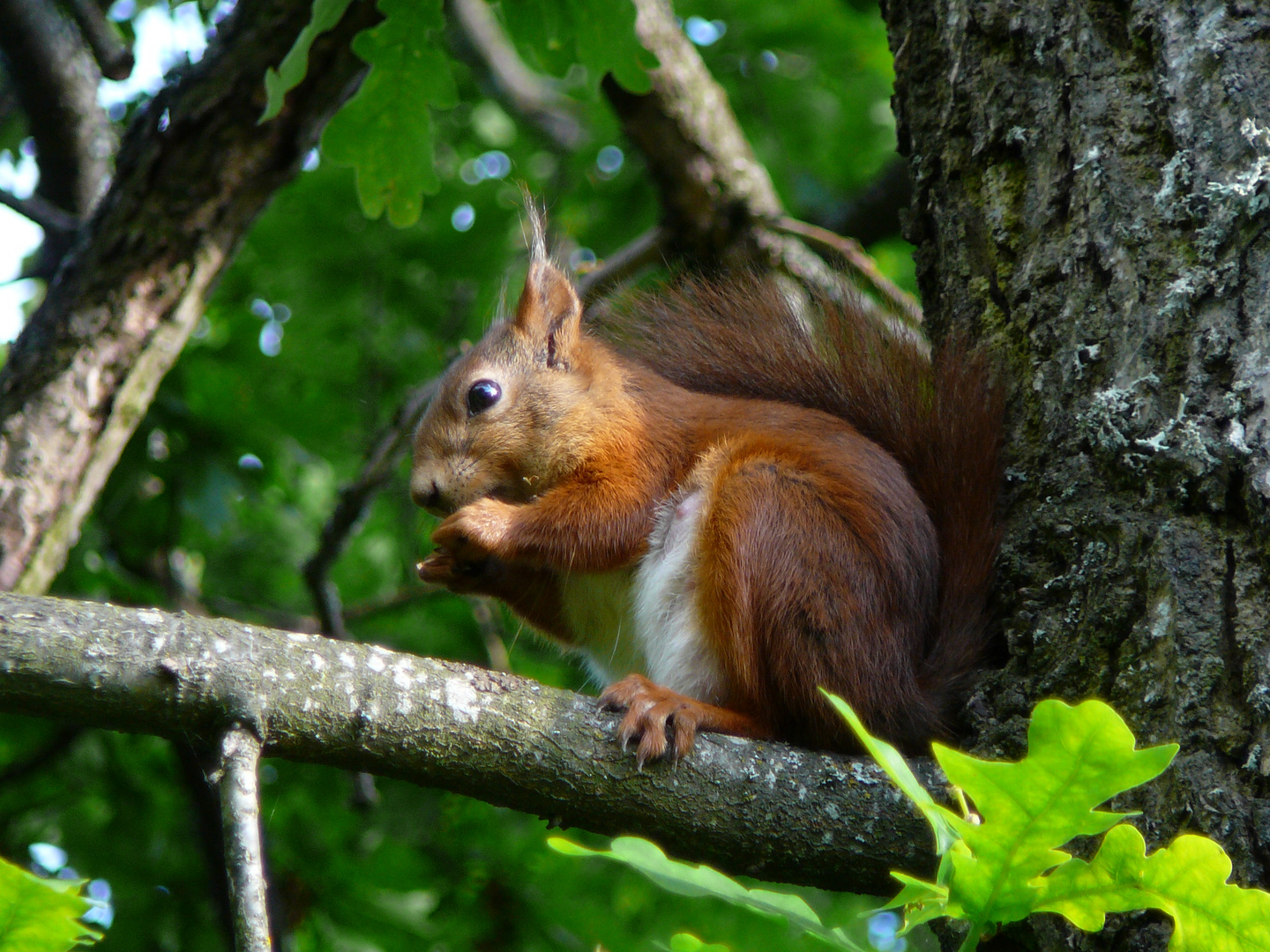 schwedisches Eichhörnchen