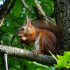 schwedisches Eichhörnchen