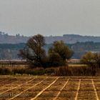 SCHWEDT - LANDSCHAFT NEBEN DER ODER MIT BLICK NACH POLEN