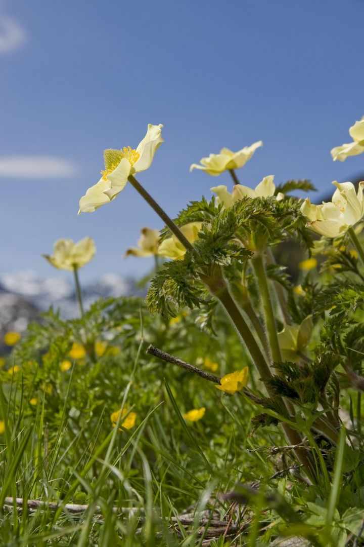 Schwefel-Anemone