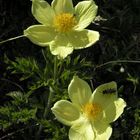 Schwefel-Anemone