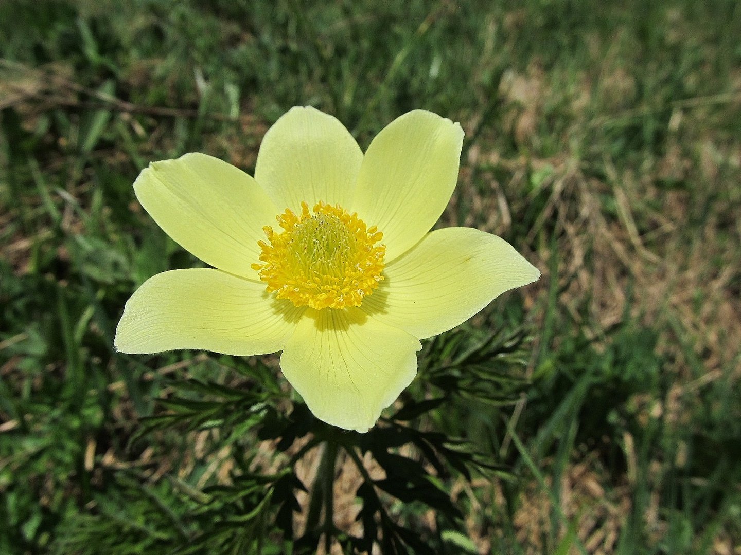 Schwefel Anemone