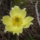 Schwefel Anemone