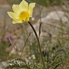 Schwefel-Anemone (Pulsatilla alpina ssp. apiifolia)
