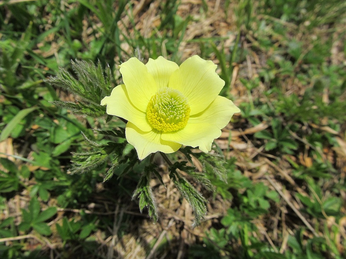 Schwefel Anemone (Pulsatilla alpina subsp. apiifolia)